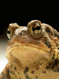 animaciya 240 320 Humor 592.gif